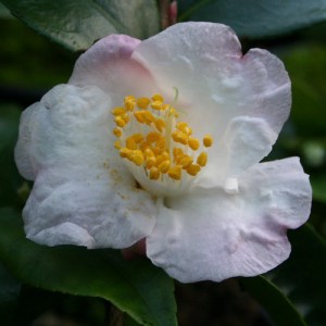 Camellia 'Snow Drop'