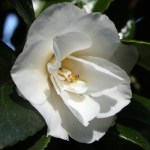 Camellia japonica 'Snowflake'