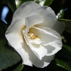 Camellia japonica 'Snowflake'