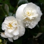 Camellia japonica 'Sode Gakushi'