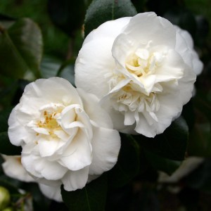 Camellia japonica 'Sode Gakushi'