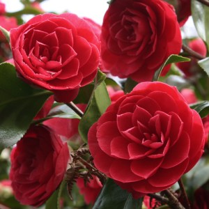 Camellia japonica 'Somersby'