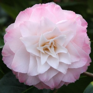 Camellia japonica 'Something Beautiful'