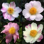 Camellia sasanqua 'Souvenir de Claude Brivet'