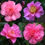 Camellia hiemalis 'Sparkling Burgundy'