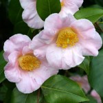 Camellia japonica 'Spencer's Pink'