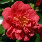 Camellia japonica 'Splendens'