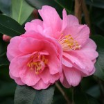 Camellia 'Spring Festival'