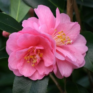 Camellia 'Spring Festival'