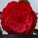 Camellia japonica 'Spring Fling'