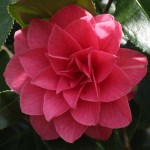 Camellia japonica 'Spring Formal'