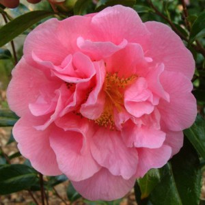 Camellia 'Spring Frill'