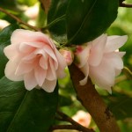 Camellia 'Spring Mist'