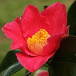 Camellia japonica 'Spring Promise'