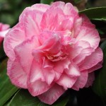 Camellia japonica 'Spring Sonnet'