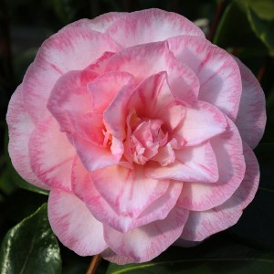 Camellia japonica 'Spring Sonnet'