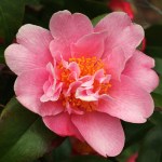 Camellia pitardii var. pitardii 'Sprite'