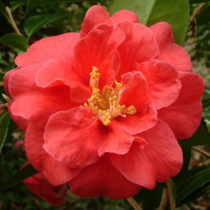 Camellia japonica 'St Andrè'