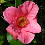 Camellia x williamsii 'St. Ewe'