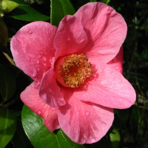 Camellia x williamsii 'St. Ewe'