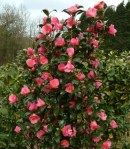 Camellia x williamsii 'St. Michael'