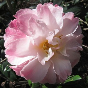 Camellia x vernalis 'Star Above Star'