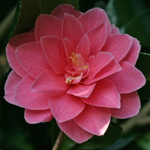 Camellia japonica 'Star Shadow'