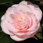 Camellia japonica 'Strawberry Blonde'