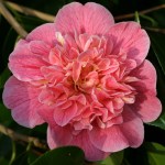 Camellia japonica 'Strawberry Parfait'