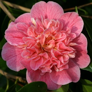 Camellia japonica 'Strawberry Parfait'