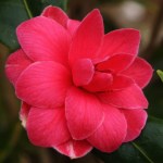 Camellia japonica 'Sugar Babe'
