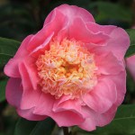Camellia hybrid 'Sugar Dream'