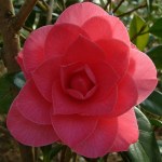 Camellia x williamsii 'Sun Song'