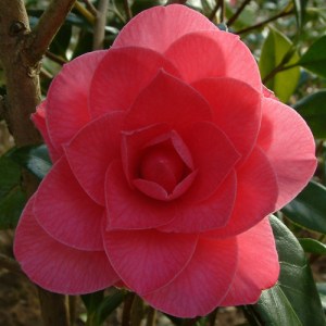 Camellia x williamsii 'Sun Song'