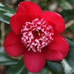 Camellia japonica 'Sundae'