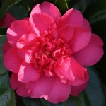 Camellia japonica 'Sunset Glory'