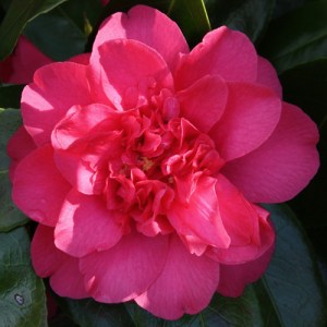 Camellia japonica 'Sunset Glory'