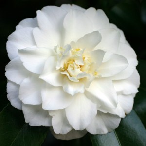 Camellia japonica 'Susan Carter'