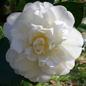 Camellia japonica 'Swan Lake' (Monrovia)