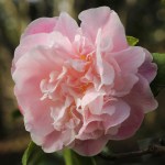 Camellia 'Sweet Emily Kate'