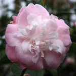 Camellia 'Sweet Jane'