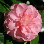 Camellia japonica 'Sweetheart'