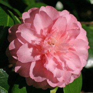 Camellia japonica 'Sweetheart'