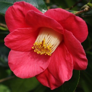 Camellia japonica 'Sylva'
