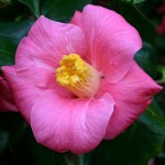 Camellia japonica 'Tahiti'