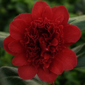 Camellia japonica 'Takanini'