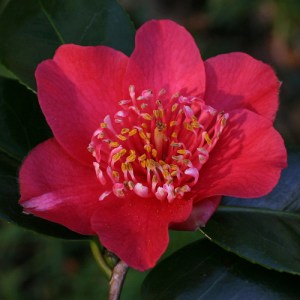 Camellia japonica 'Takayama'