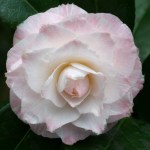 Camellia japonica 'Tammia'