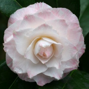 Camellia japonica 'Tammia'