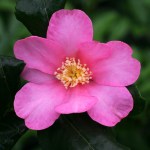 Camellia sasanqua 'Tanya'